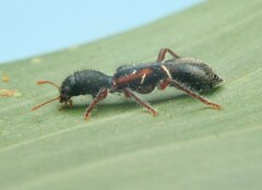 Tarsostenodes