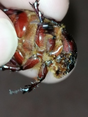 Phyllognathus excavatus
