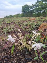 Clerodendrum pusillum
