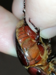 Phyllognathus excavatus