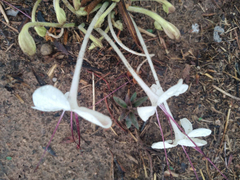 Clerodendrum pusillum