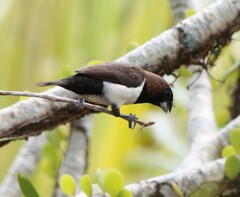 Lonchura leucogastroides