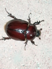 Phyllognathus excavatus