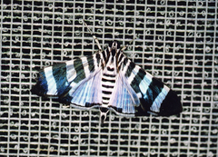 Lypotigris reginalis