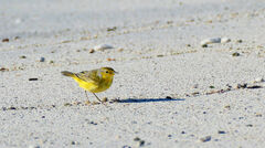 Setophaga petechia aureola