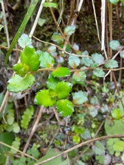 Gonocarpus aggregatus