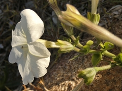 Petunia axillaris