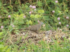 Geopelia striata