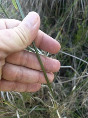 Cyperus sexangularis