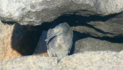 Butorides striata sundevalli