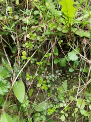 Gonocarpus aggregatus