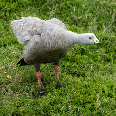 Cereopsis novaehollandiae