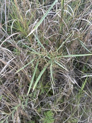 Cyperus sexangularis