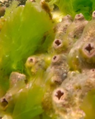 Pyura doppelgangera
