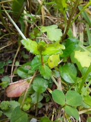 Gonocarpus aggregatus