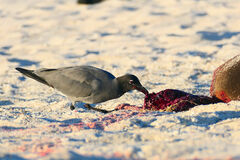 Leucophaeus fuliginosus