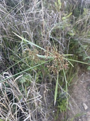 Cyperus sexangularis