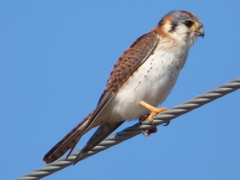 Falco sparverius