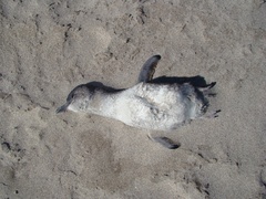 Eudyptula minor iredalei