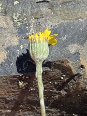 Senecio albifolius
