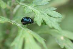 Chrysolina aurichalcea