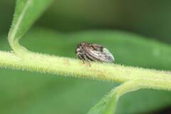 Machaerotypus sibiricus