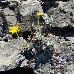Senecio albifolius