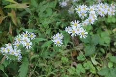 Aster microcephalus