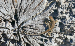 Microlophus indefatigabilis