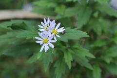 Aster microcephalus