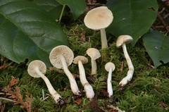 Tricholoma platyphyllum