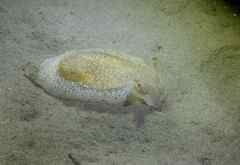 Pleurobranchaea meckeli