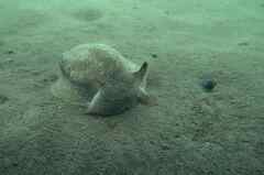 Pleurobranchaea meckeli