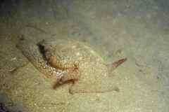 Pleurobranchaea meckeli