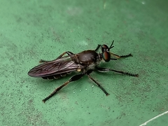 Laphriini