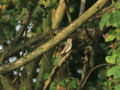 Muscicapa dauurica