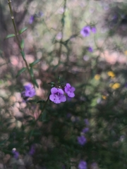 Prostanthera scutellarioides
