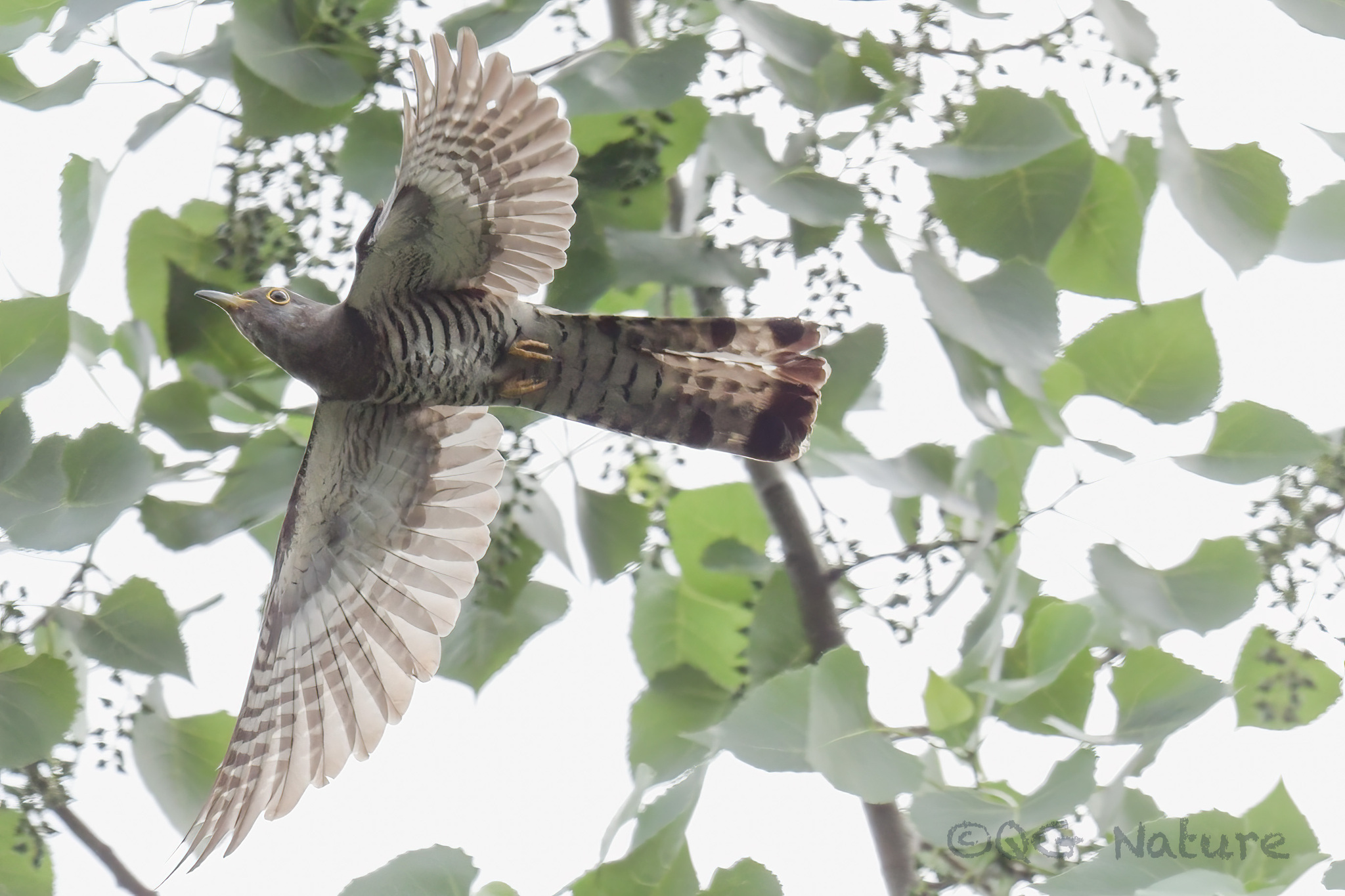 Indian Cuckoo