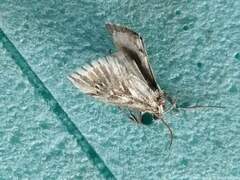 Cynaeda dentalis