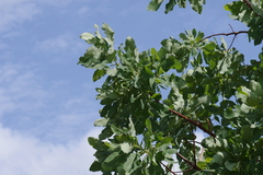 Terminalia brachystemma image