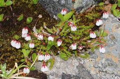 Harrimanella hypnoides