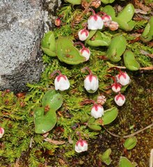 Harrimanella hypnoides