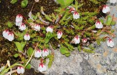 Harrimanella hypnoides