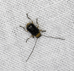 Aporocera