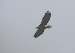 Haliaeetus pelagicus