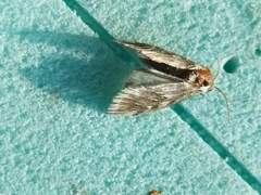 Cynaeda dentalis