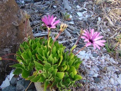 Dimorphotheca jucunda
