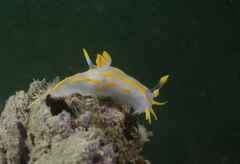 Polycera quadrilineata