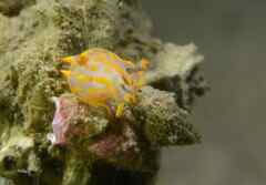 Polycera quadrilineata