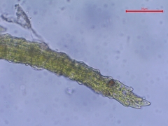 Trichodon cylindricus